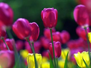 обои Розово - жёлтые тюльпаны фото