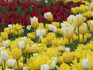 обои Тюльпаны - белые, желтые, красные фото