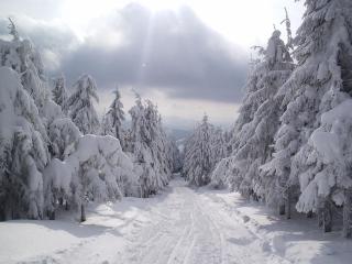 обои Елочки в снегу вдоль зимней дороги фото