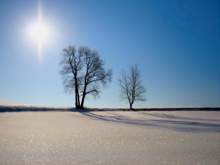 обои Два одиноких дерева в зимнем поле фото