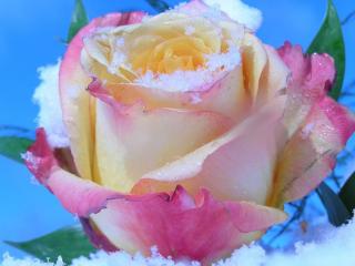 обои Роза в снегу фото