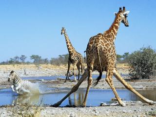 обои Жирафы и зебра фото