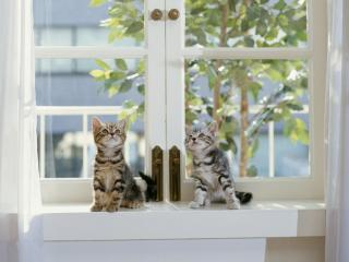 обои Котята на окне фото