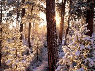 обои Зимний лес, ствол дерева фото