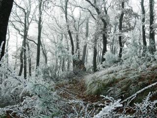обои Замерзший лес фото