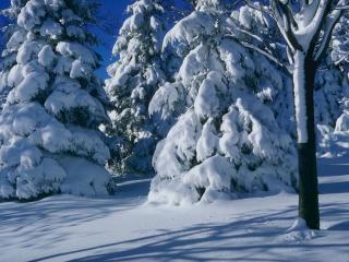 обои для рабочего стола: Зима - елки и сосны под снегом