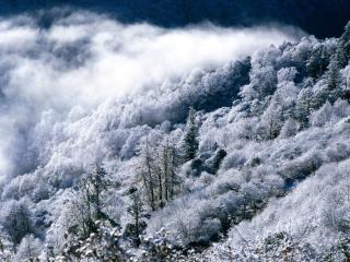 обои Зимняя дымка над лесом фото