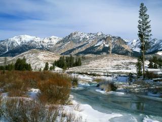 обои Зимний ручей в горах, у высокой сосны фото