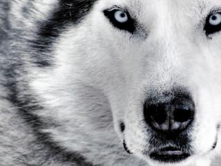 обои Красивый белый волк фото