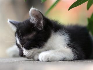 обои Черно-белый котенок уснул фото