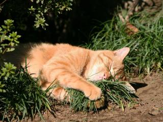 обои Рыжий кот уснул в траве фото