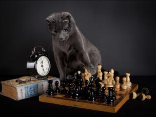обои В шахматы играет, Толстого читает фото