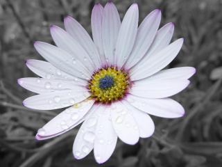 обои Нежный белый цветок фото