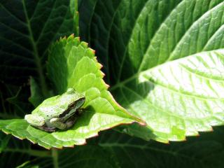 обои Зеленая лягушка на листе фото