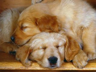обои Спящие золотистые щенки фото