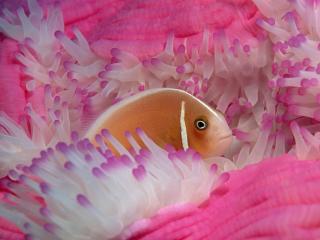 обои Рыбка в розовых полипах фото