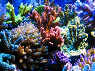 обои Разноцветные кораллы фото
