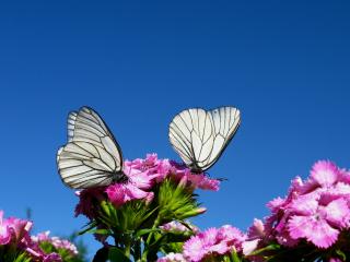 обои Две белые бабочки фото