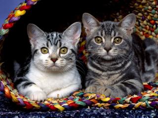 обои Два Кота в корзинке фото