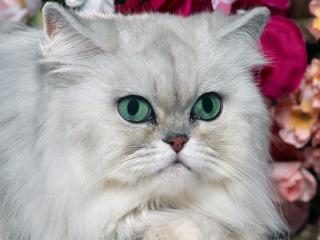 обои Серебрянный персидский кот фото