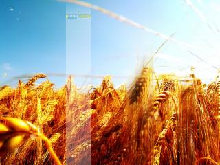 обои Золотая пшеница фото