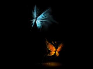 обои Две бабочки на темном фоне фото