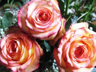 обои для рабочего стола: Розовые розы