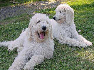 обои Белые собаки фото