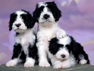 обои Три черно-белых щенка фото