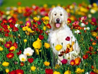 обои Собака в цветочном поле фото