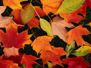 обои Разноцветные осенние листья фото
