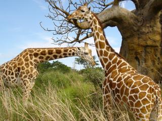 обои Жирафы у дерева фото