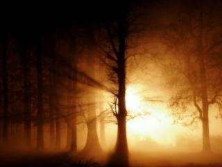 обои Рассвет в мрачном лесу фото