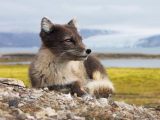 обои Female Arctic Fox, Svalbard, Norway фото