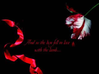 обои Цветок и красная лента - Twilight Saga фото