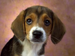 обои Puppy Eyes, Beagle фото
