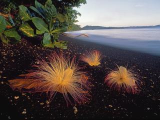 обои Sea Putat Flowers, Tangkoko Nature Reserve, Indonesia фото