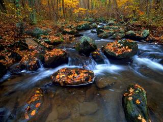 обои Осенний ручей, между камней фото
