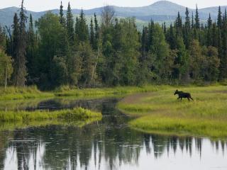 обои Young Bull Moose, Cheena River, Alaska фото