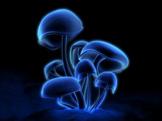 обои Синие грибы фото