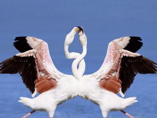 обои для рабочего стола: Flamingos