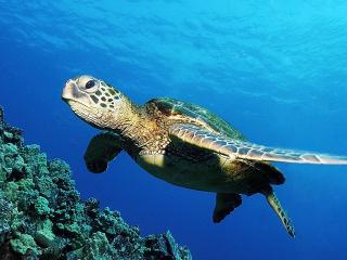 обои Green Sea Turtle фото