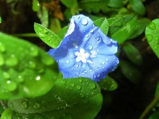 обои Голубой цветочек фото