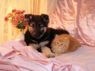 обои Unlikely bedfellows фото