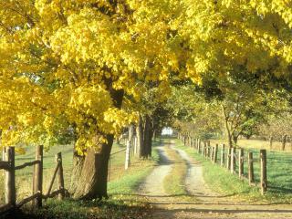 обои Rural Road in Autumn, Ontario, Canada фото