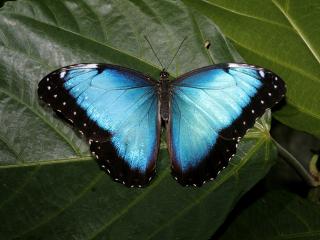 обои Голубая бабочка фото