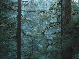 обои Темный лес фото