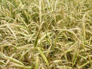 обои Пшеничное поле фото