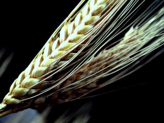 обои Колосья пшеницы фото