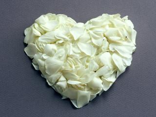обои Сердце из лепестков белых роз фото